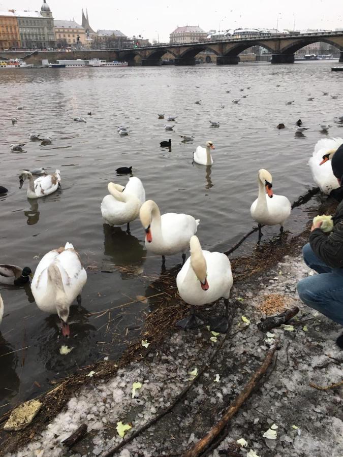 Vltava Lejlighed *